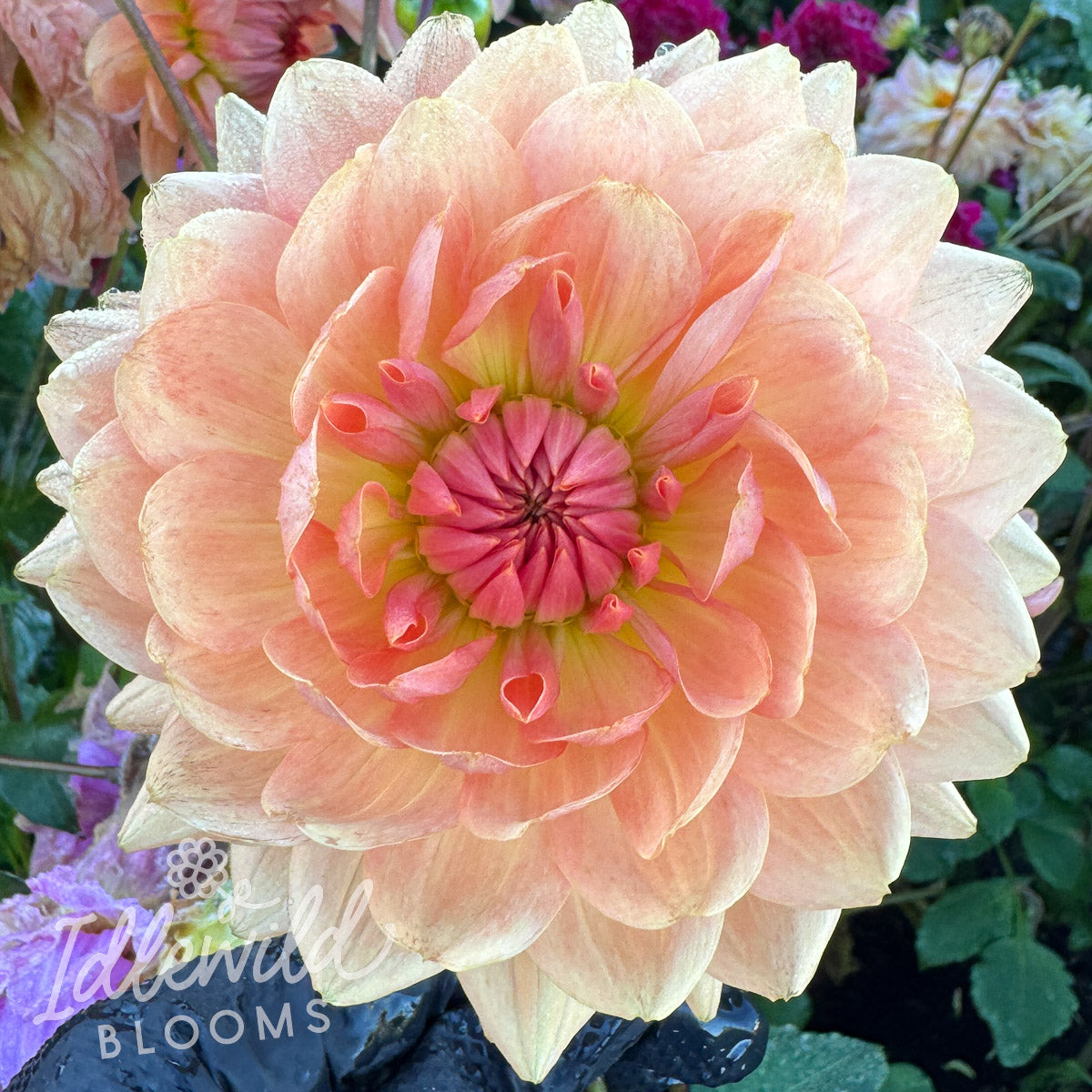 Fawn dahlia tuber, Fawn dahlia flower, Fawn dahlia bulb