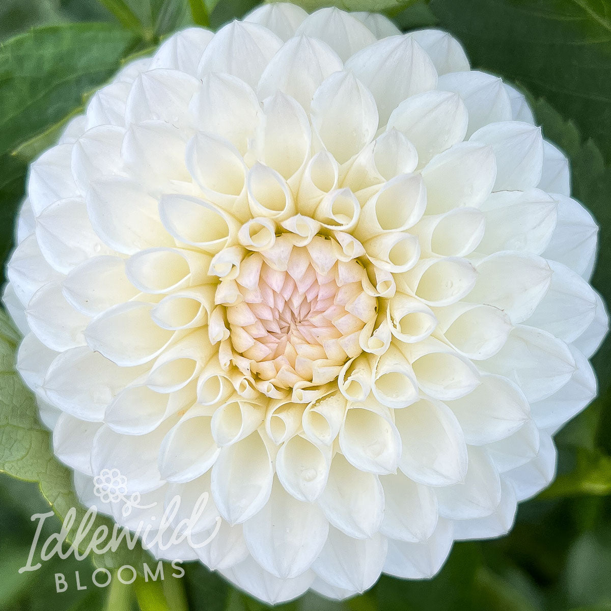 Ferncliff Pearl dahlia tuber, Ferncliff Pearl dahlia bulb, Ferncliff Pearl dahlia flower