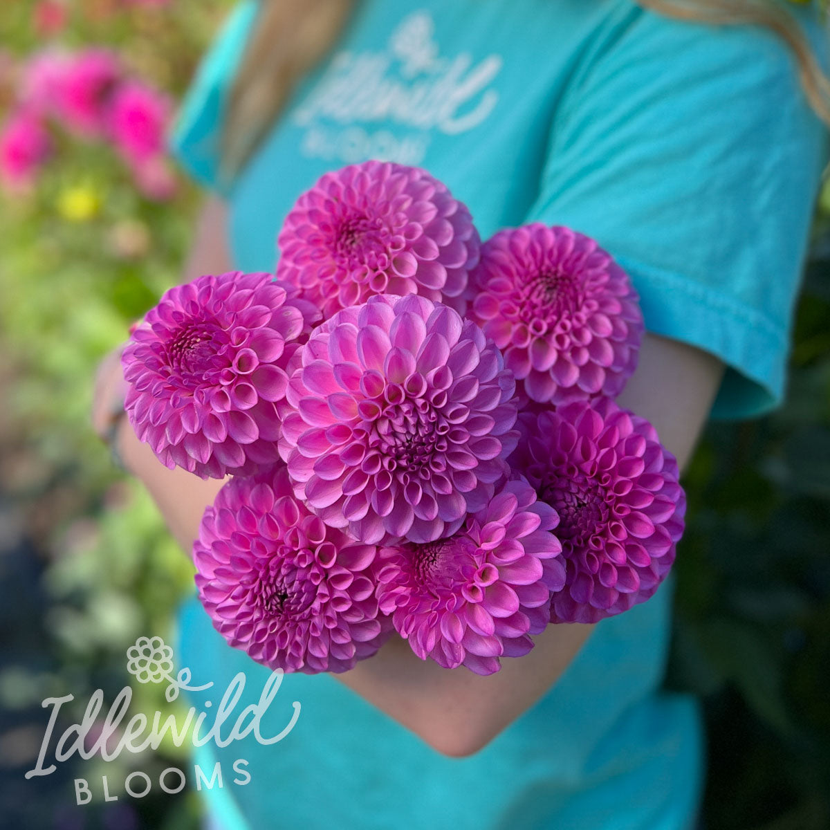 Ferncliff Violet Dahlia Tuber Ferncliff Violet Flower Bulb Information Idlewild Blooms