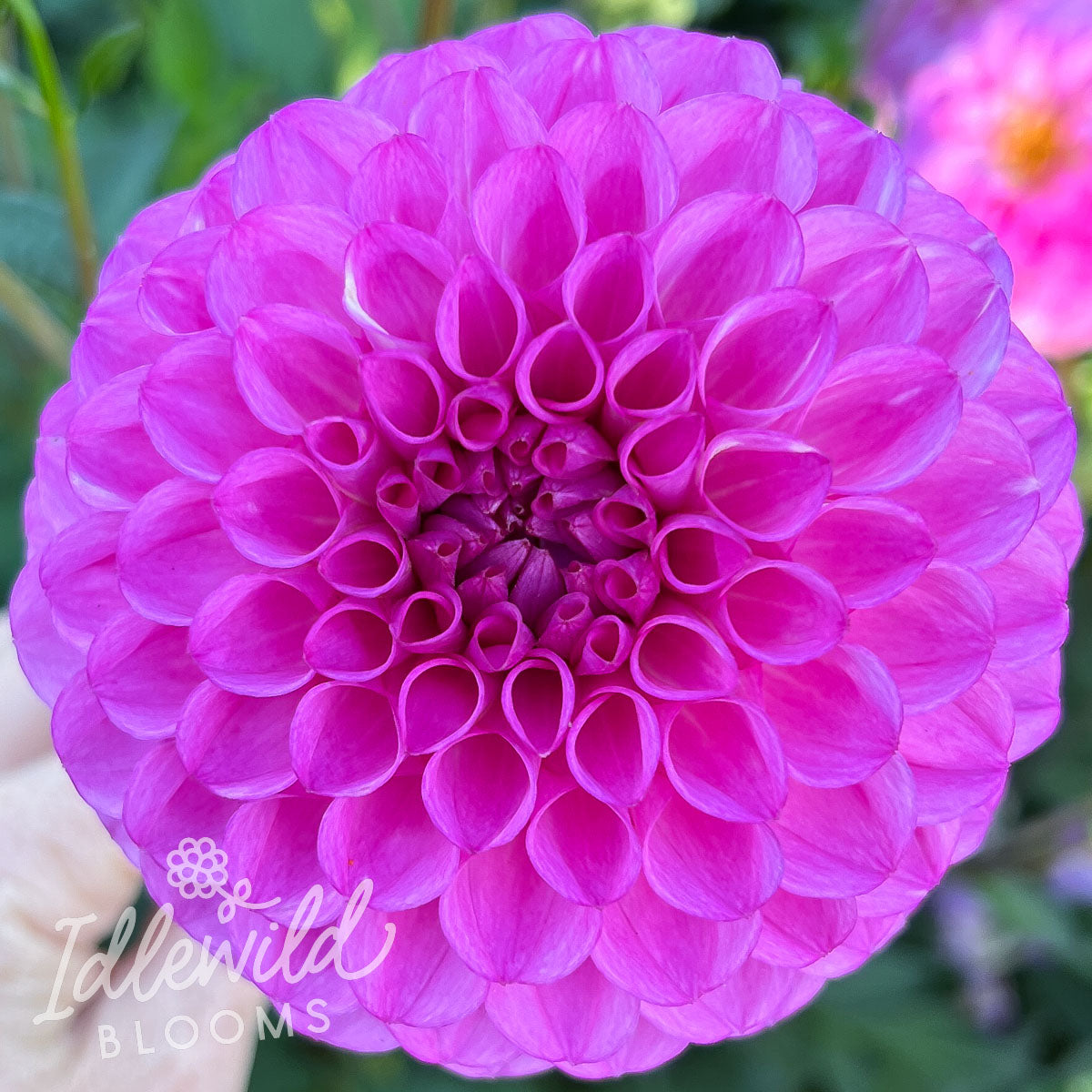 Ferncliff Violet dahlia tuber, Ferncliff Violet dahlia bulb, Ferncliff Violet dahlia flower