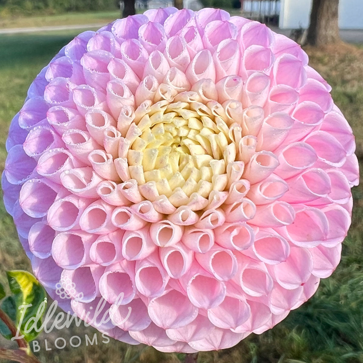 Fifi dahlia tuber, Fifi dahlia bulb, Fifi dahlia flower