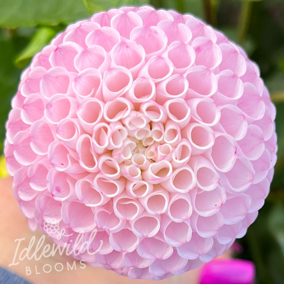 Fifi dahlia tuber, Fifi dahlia bulb, Fifi dahlia flower