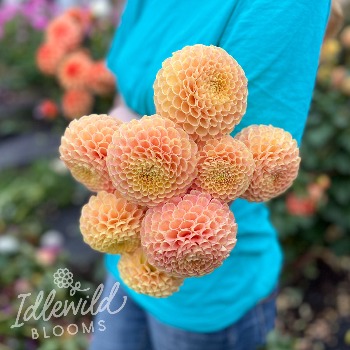 Fiona dahlia bouquet, Fiona dahlia tubers, Fiona dahlia flowers