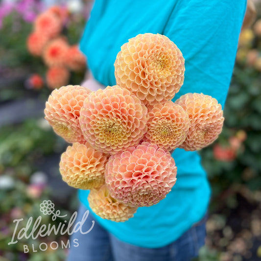 Fiona dahlia bouquet, Fiona dahlia tubers, Fiona dahlia flowers