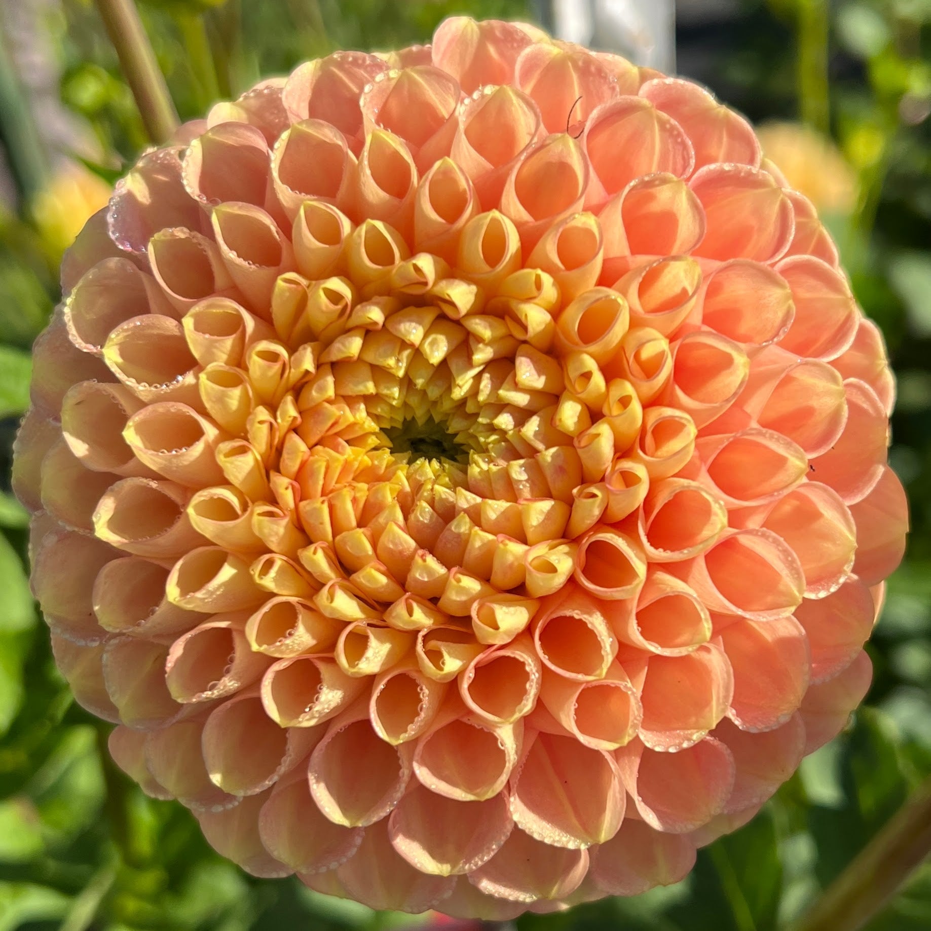 Fiona dahlia tuber, Fiona dahlia bulb, Fiona dahlia flower