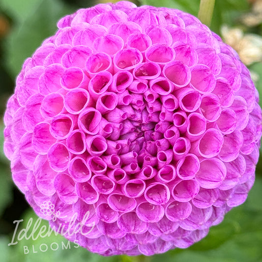Frank Holmes dahlia tuber, Frank Holmes dahlia flower, Frank Holmes dahlia bulb