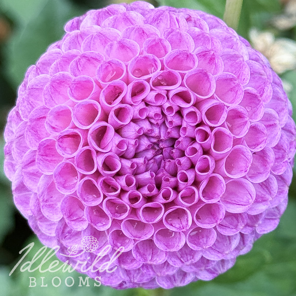 Frank Holmes dahlia tuber, Frank Holmes dahlia flower, Frank Holmes dahlia bulb