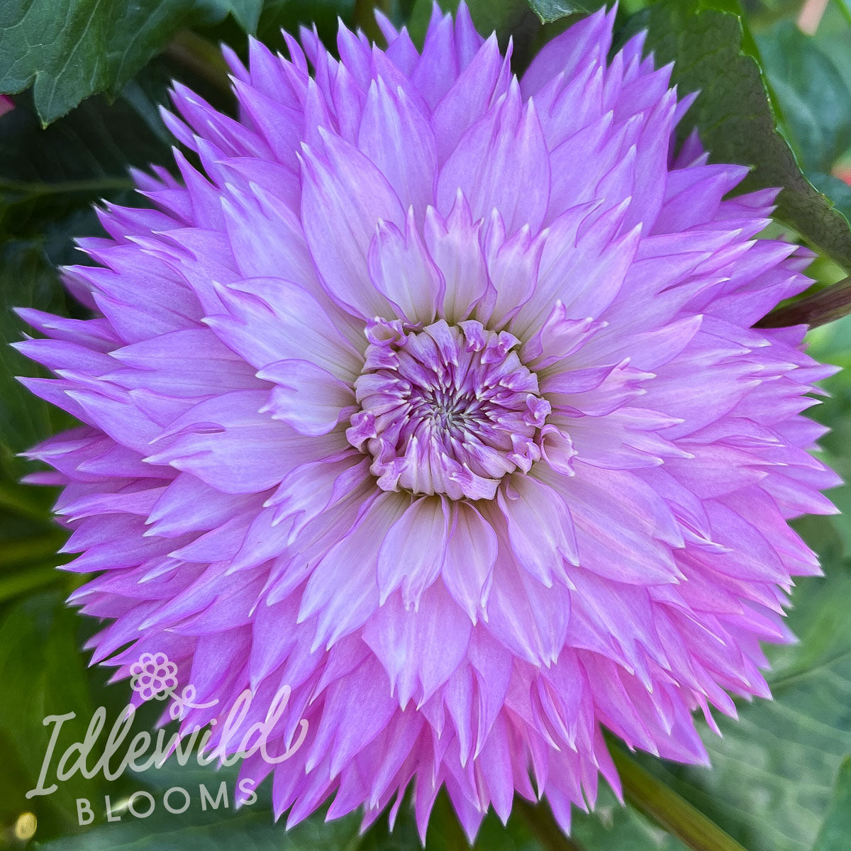 Frizzy Lizzy dahlia tuber, Frizzy Lizzy dahlia bulb, Frizzy Lizzy dahlia flower