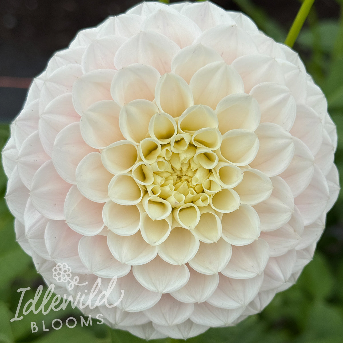 GG's Baby Breath Dahlia Tuber | GG's Baby Breath Flower Bulb