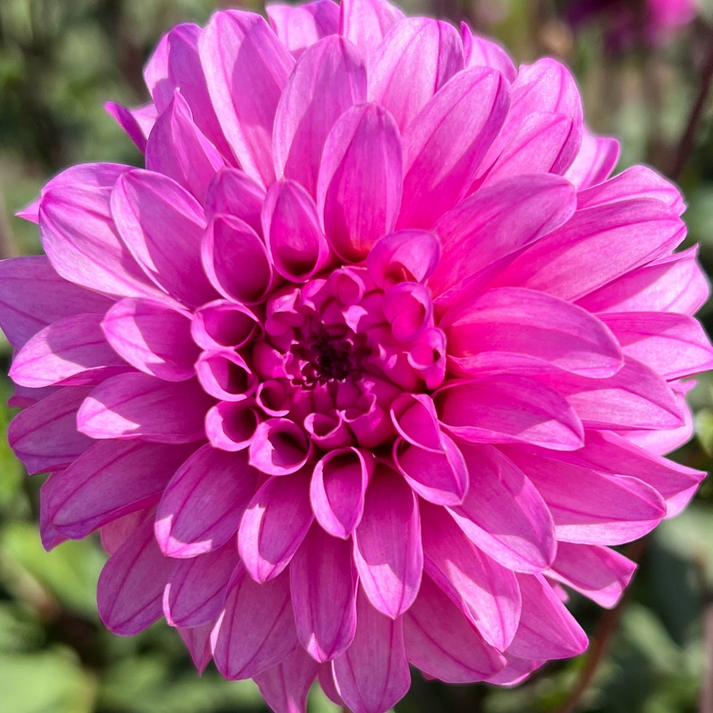 ggs alessandro dahlia tuber bulb flower