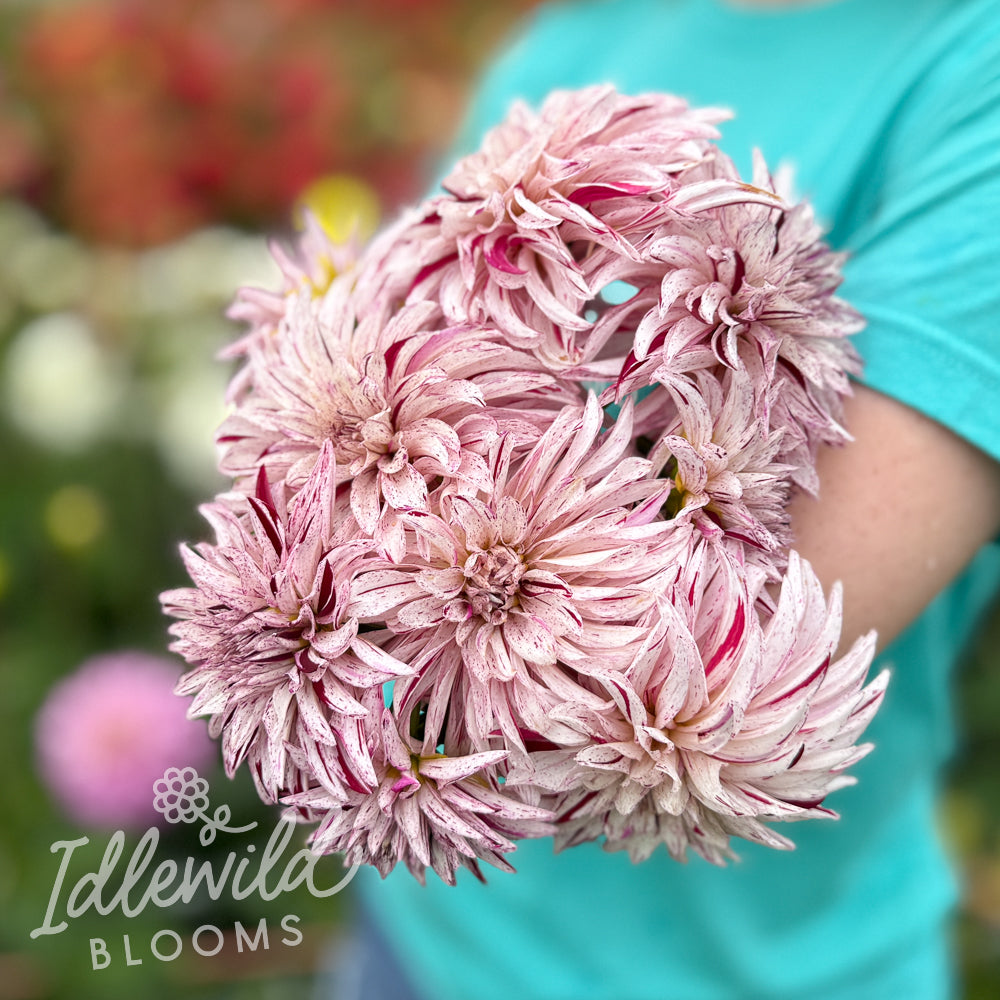 GG's Peppermint dahlia bouquet, GG's Peppermint dahlia tubers, GG's Peppermint dahlia bulbs