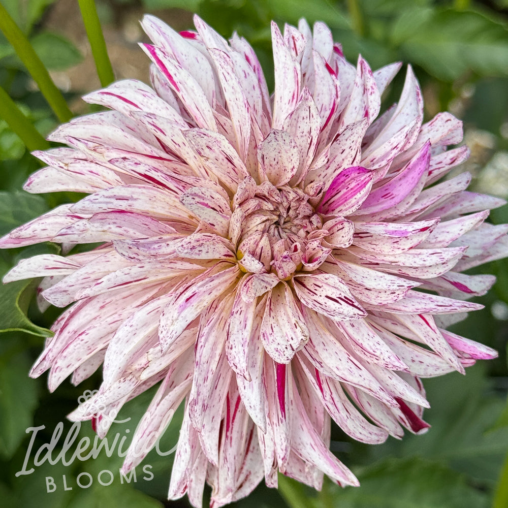 GG's Peppermint dahlia tuber, GG's Peppermint dahlia flower, GG's Peppermint dahlia bulb