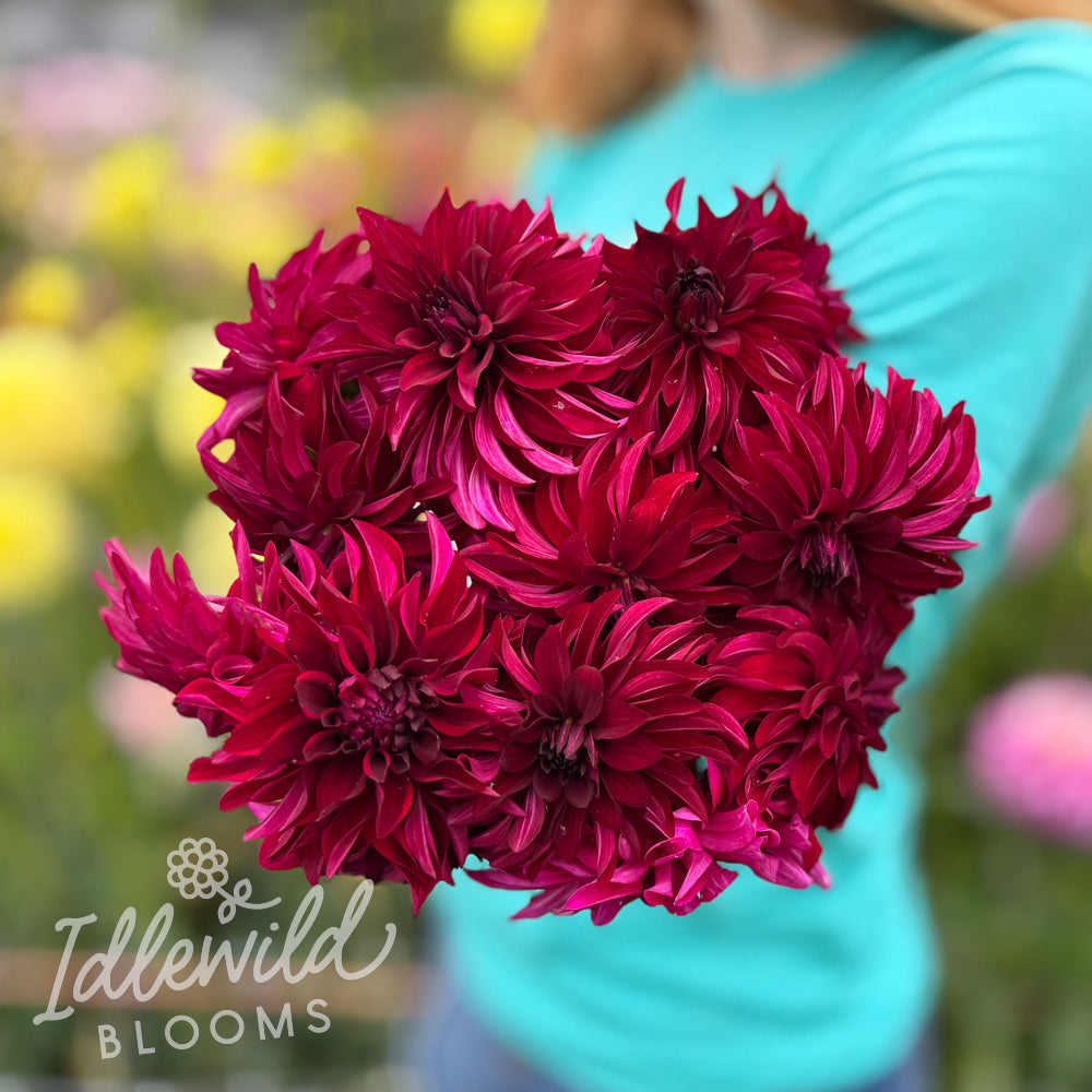 GG's Spinner dahlia bouquet, GG's Spinner dahlia tubers, GG's Spinner dahlia bulbs