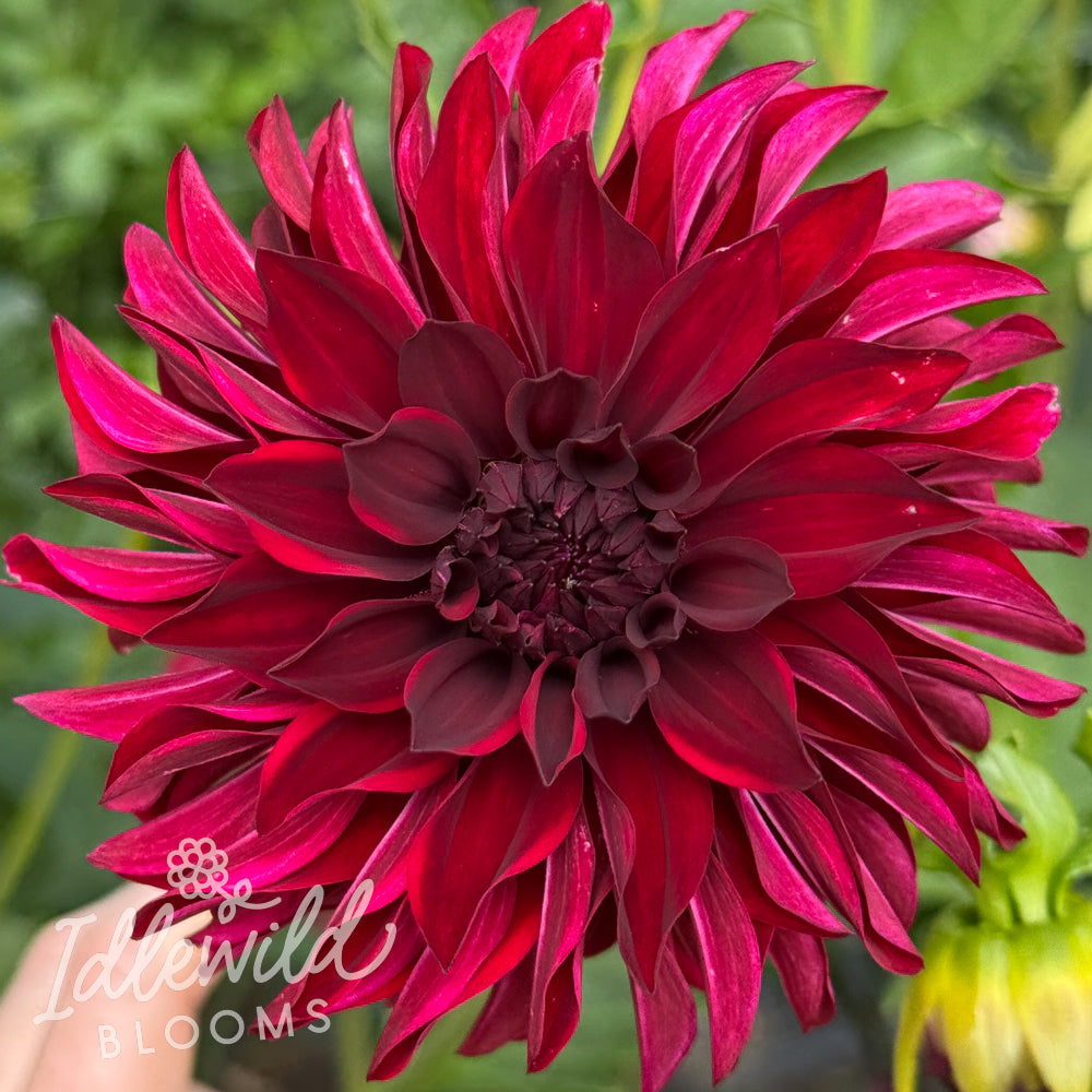 GG's Spinner dahlia tuber, GG's Spinner dahlia flower, GG's Spinner dahlia bulb
