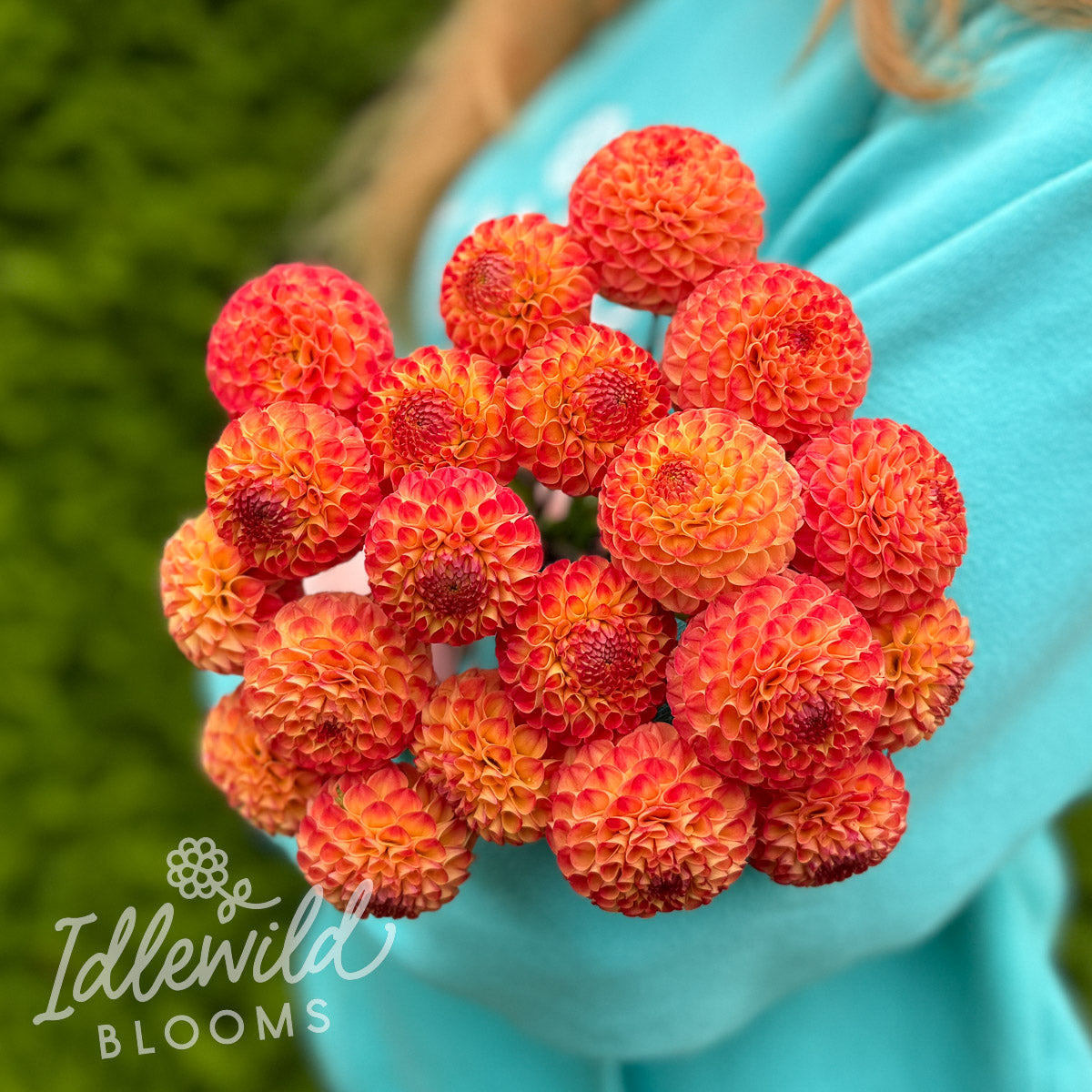 Ginger Willo dahlia tubers, Ginger Willo dahlia bulbs, Ginger Willo dahlia bouquet