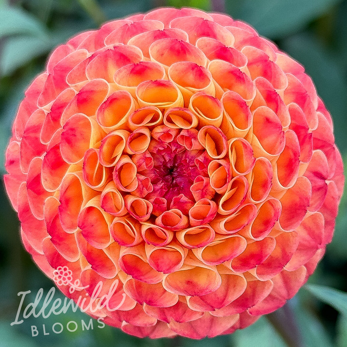 Ginger Willo dahlia tuber, Ginger Willo dahlia flower, Ginger Willo dahlia bulb