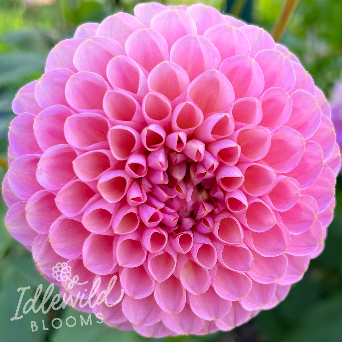 Hamari Rose dahlia tuber, Hamari Rose dahlia bulb, Hamari Rose dahlia flower