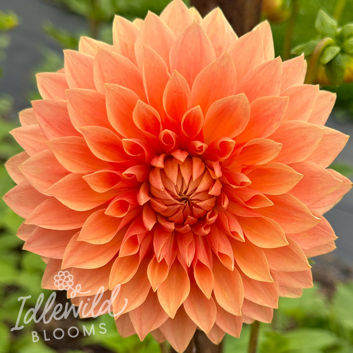 Hamilton Lillian dahlia tuber, Hamilton Lillian dahlia bulb, Hamilton Lillian dahlia flower