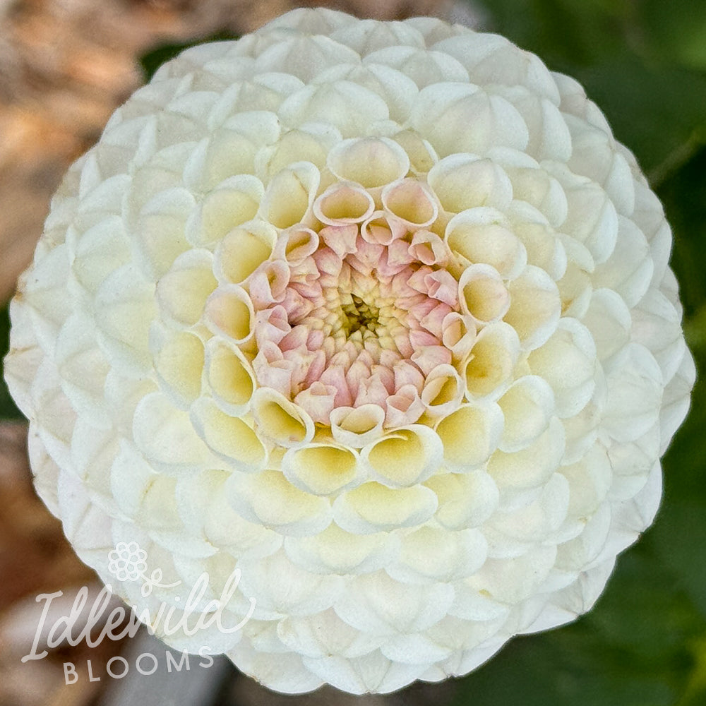 Hapet Barbie dahlia tuber, Hapet Barbie dahlia flower, Hapet Barbie dahlia bulb
