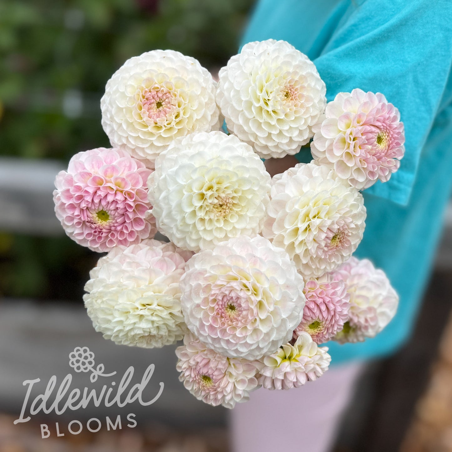 Hapet Barbie dahlia tubers, Hapet Barbie dahlia bouquet, Hapet Barbie dahlia bulbs