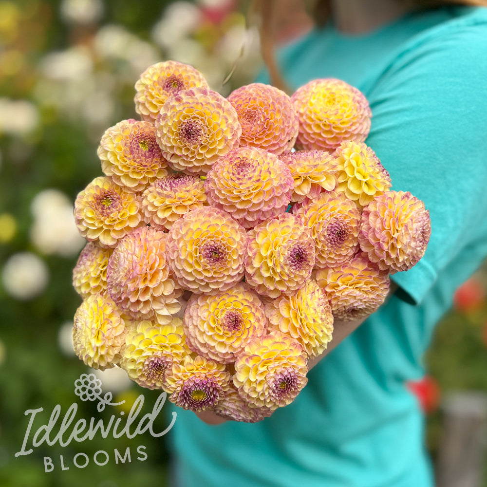 Hapet Compo dahlia bouquet, Hapet Compo dahlia tubers, Hapet Compo dahlia bulb