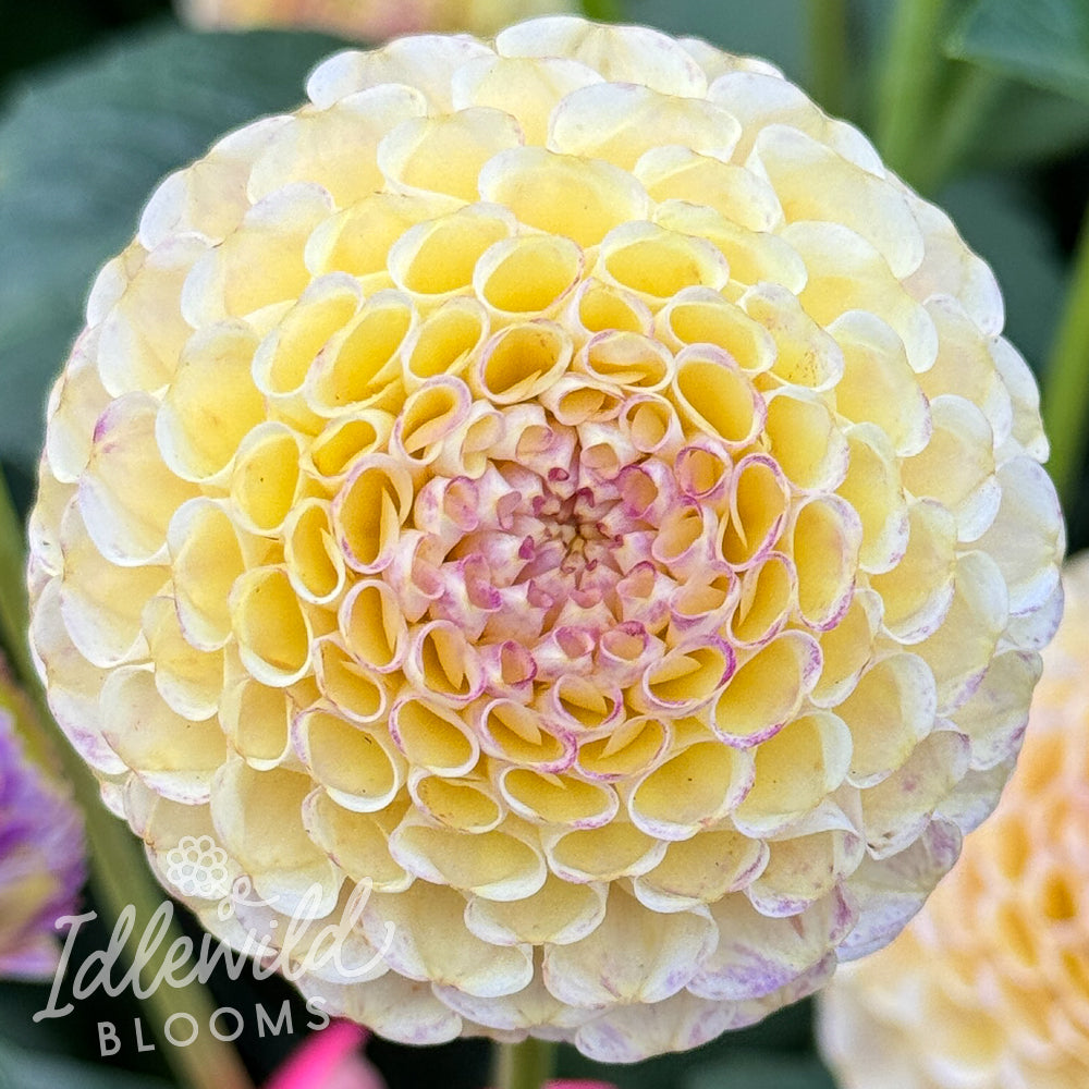 Hapet Compo dahlia tuber, Hapet Compo dahlia flower, Hapet Compo dahlia bulb