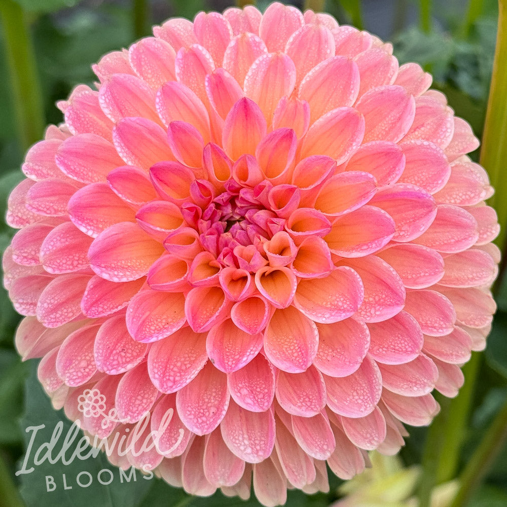 Hapet Salmon dahlia tuber, Hapet Salmon dahlia flower, Hapet Salmon dahlia bulb