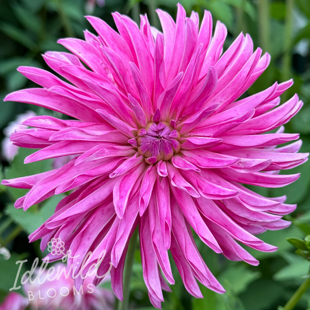 Heidi's Flamingo dahlia tuber, Heidi's Flamingo dahlia flower, Heidi's Flamingo dahlia bulb