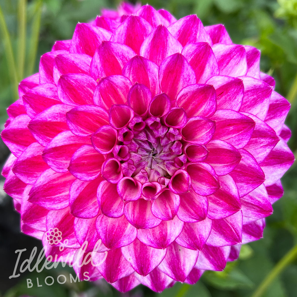 Hillcrest Jonathan dahlia tuber, Hillcrest Jonathan dahlia bulb, Hillcrest Jonathan dahlia flower
