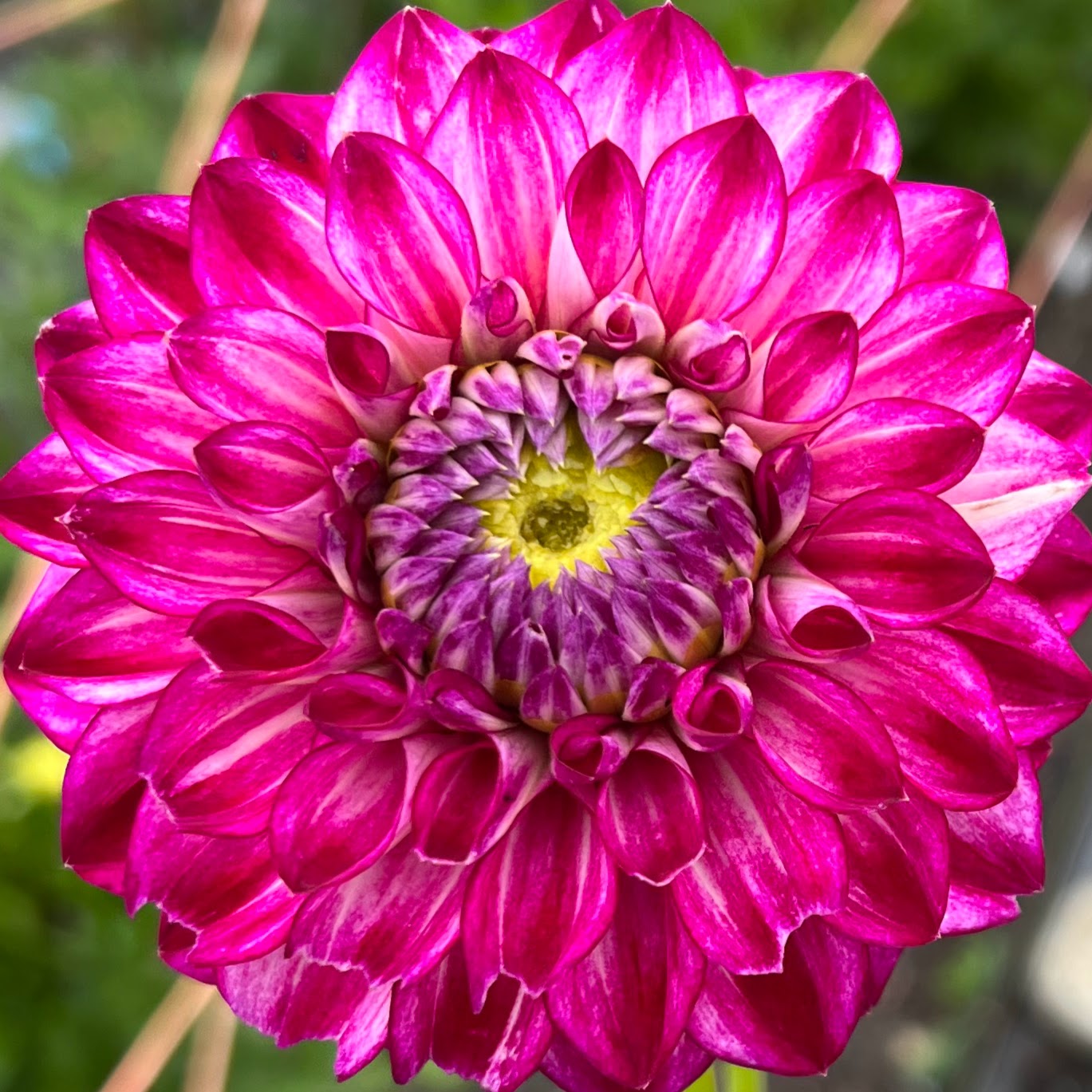hillcrest jonathan dahlia tuber bulb flower
