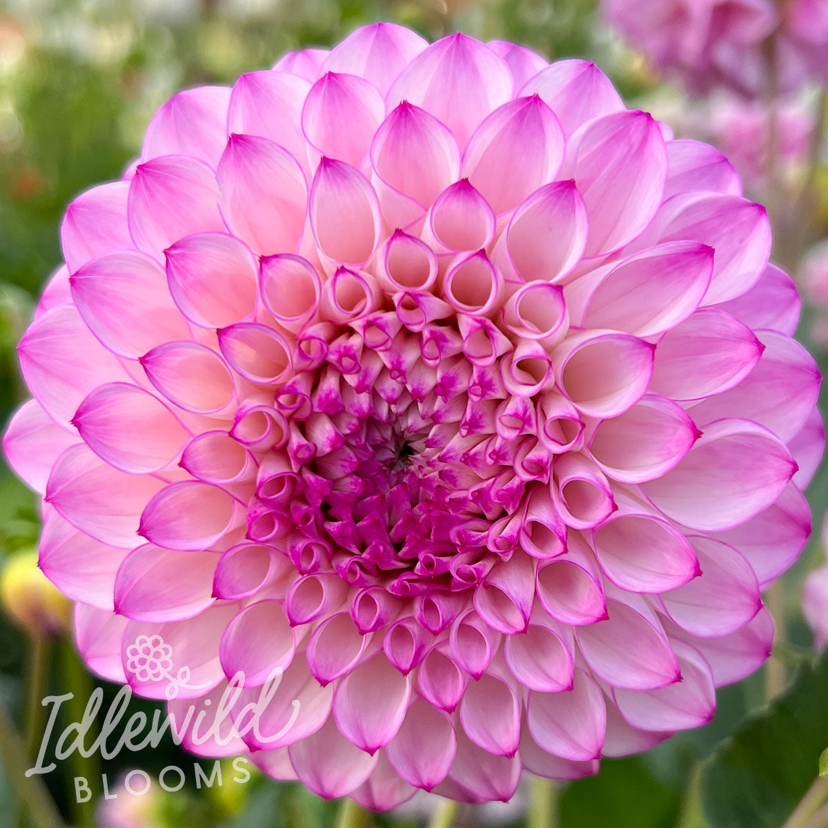 hilltop glo dahlia tuber, hilltop glo dahlia flower, hilltop glo dahlia bulb
