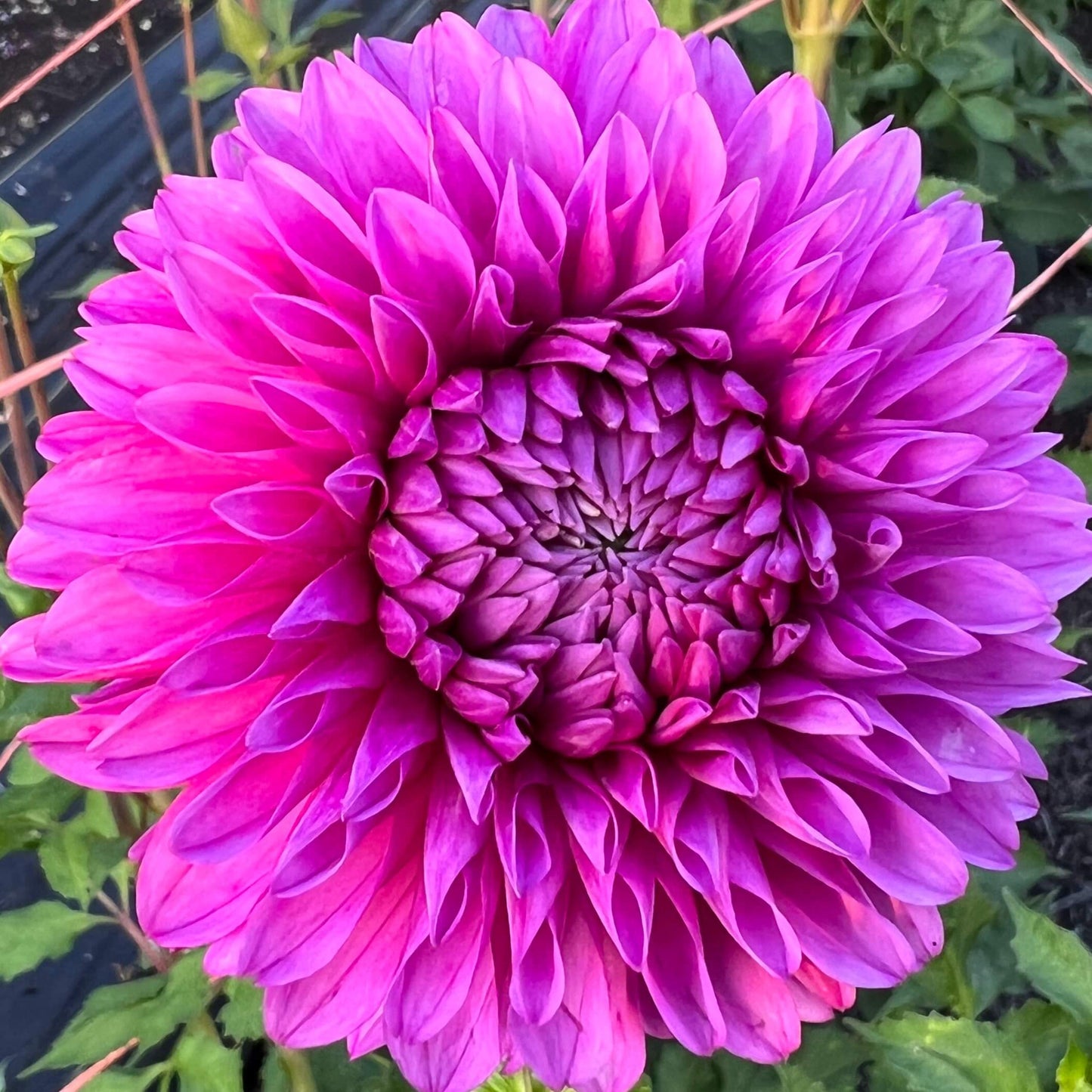 hollyhill bill m dahlia tuber, hollyhill bill m dahlia flower