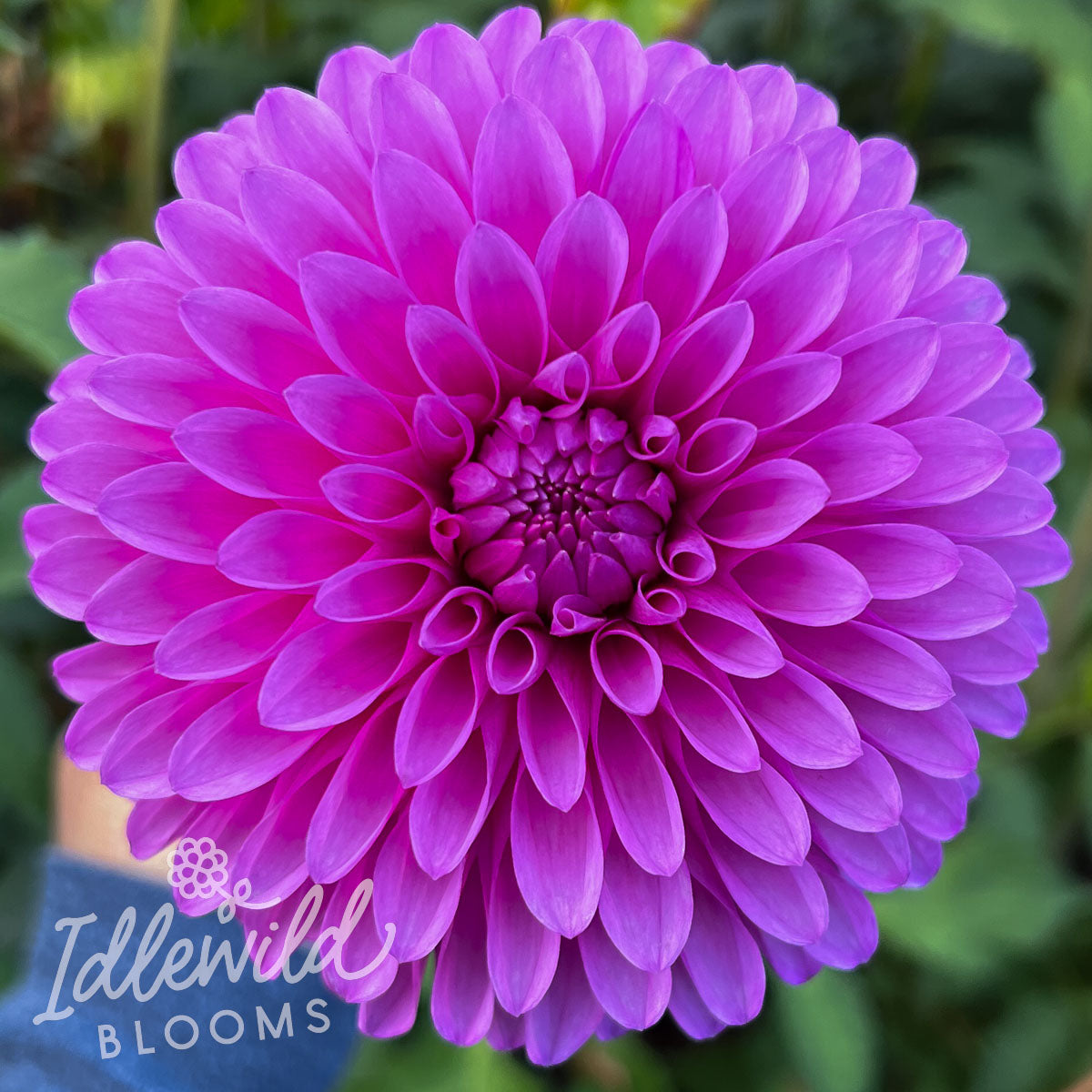 Hollyhill Bill M dahlia tuber, Hollyhill Bill M dahlia bulb, Hollyhill Bill M dahlia flower