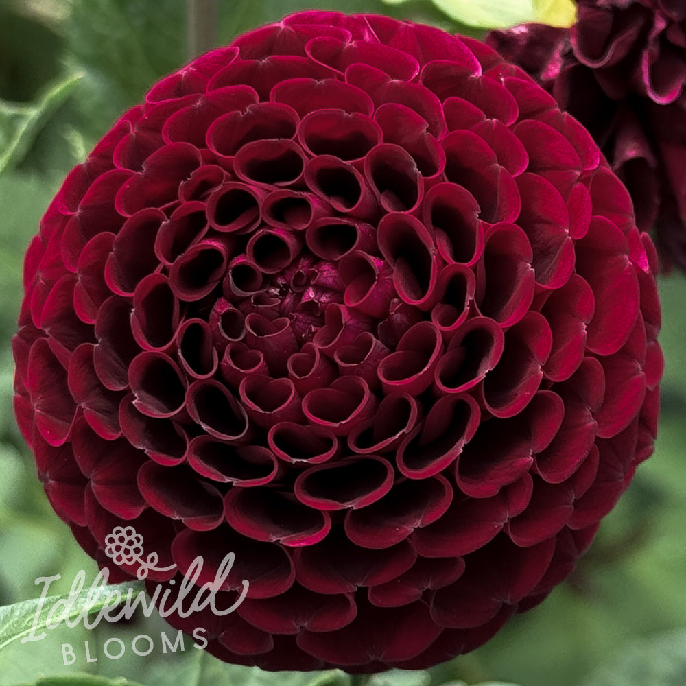Hollyhill Black Cherry dahlia tuber, Hollyhill Black Cherry dahlia flower, Hollyhill Black Cherry dahlia bulb