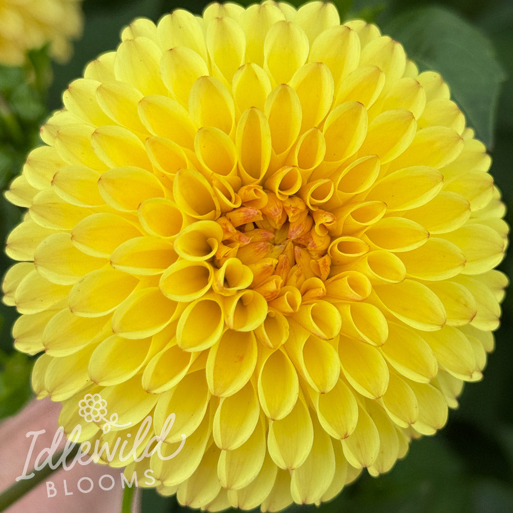 Hollyhill Golden Boy dahlia tuber, Hollyhill Golden Boy dahlia flower, Hollyhill Golden Boy dahlia bulb