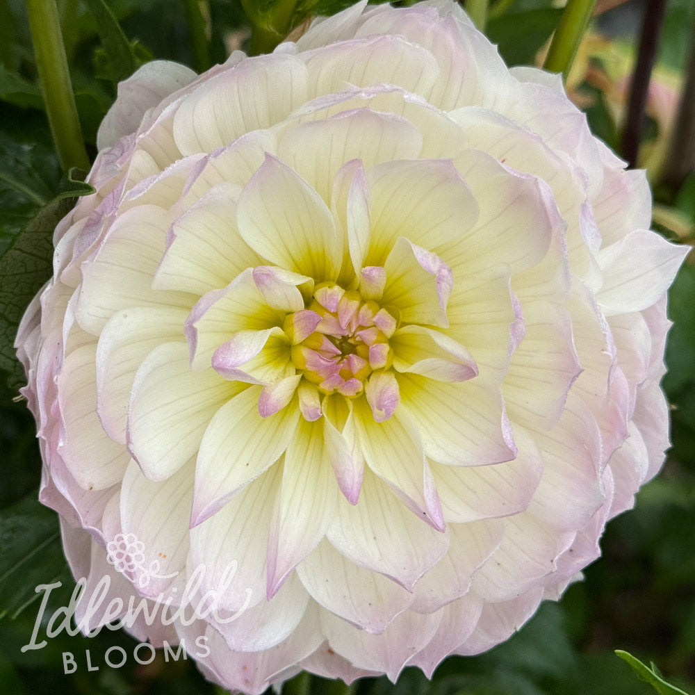 Hollyhill Lilibet dahlia tuber, Hollyhill Lilibet dahlia flower, Hollyhill Lilibet dahlia bulb