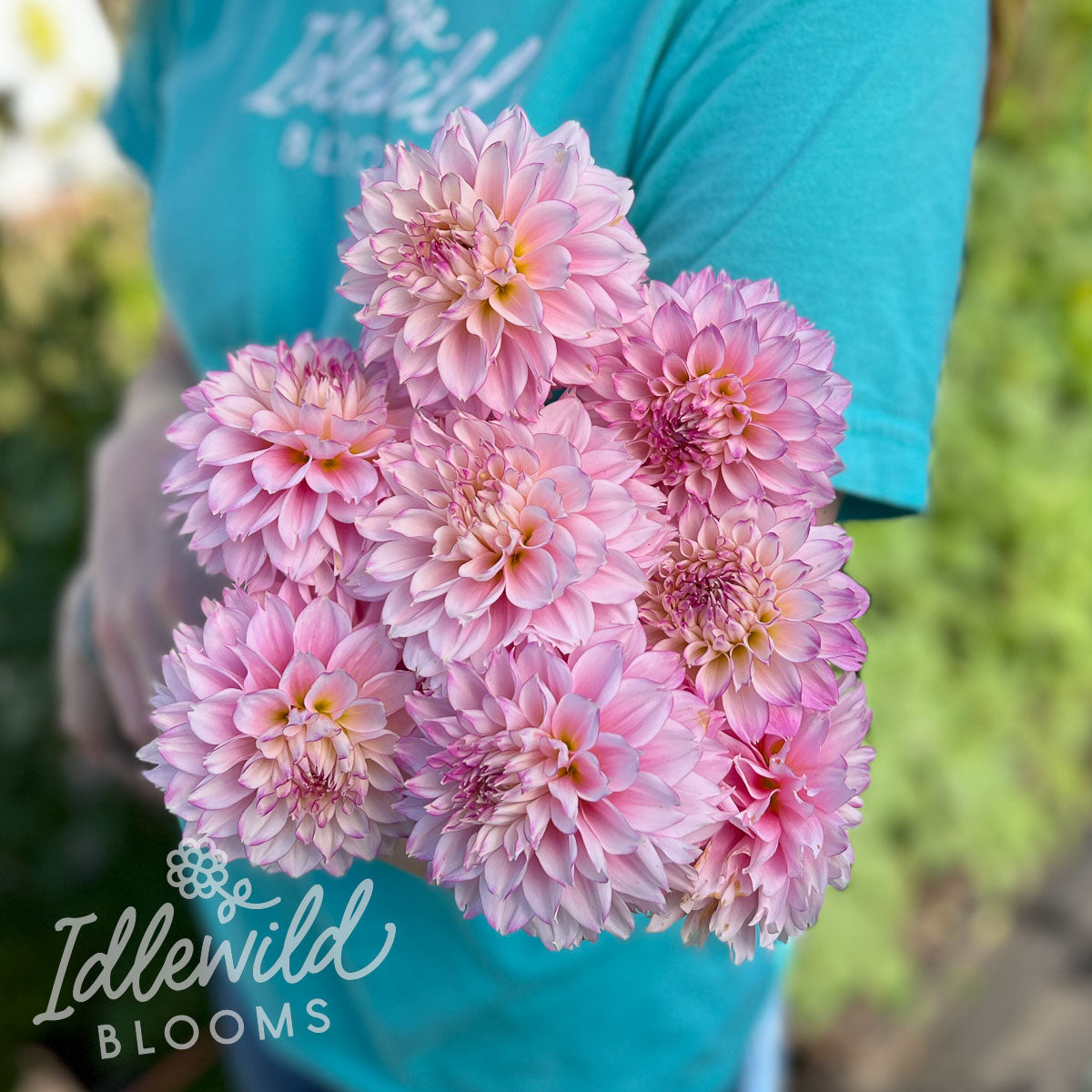 Hollyhill Pinkie