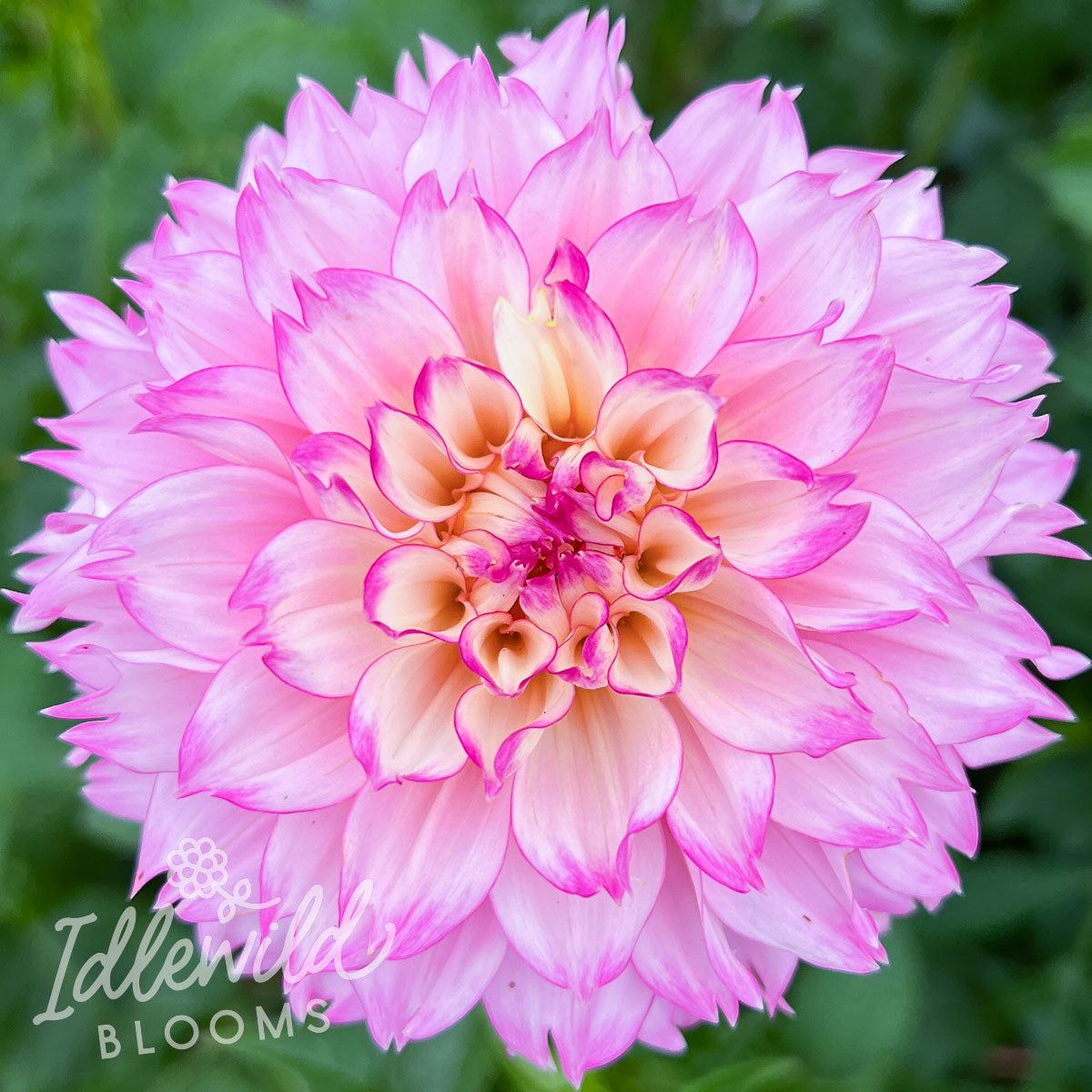 Hollyhill Pinkie dahlia tuber, Hollyhill Pinkie dahlia bulb, Hollyhill Pinkie dahlia flower