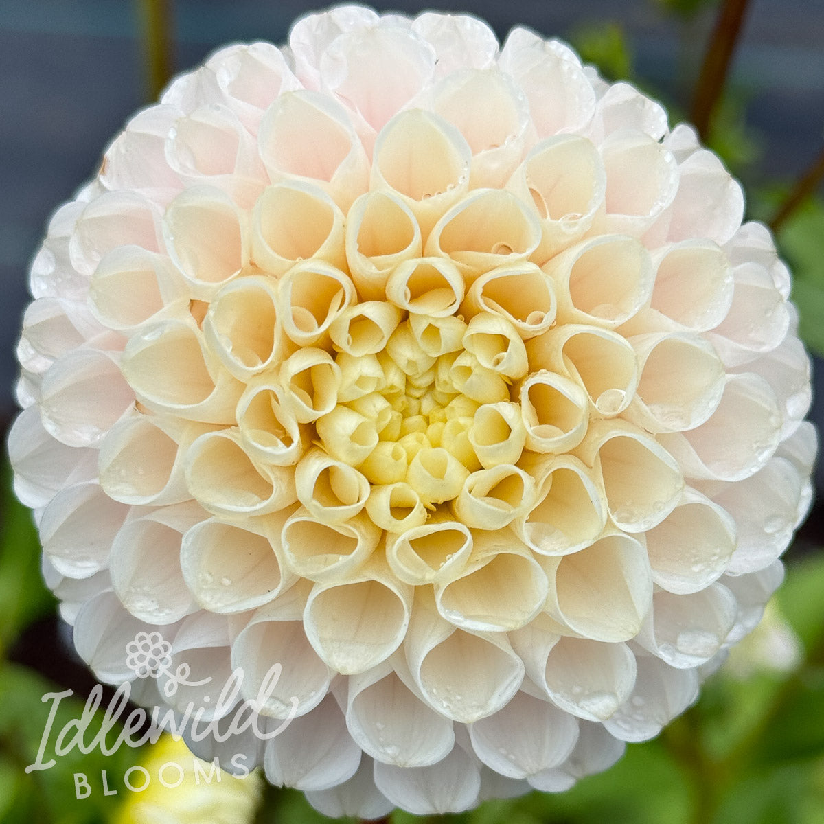 Hollyhill Pollyanna dahlia tuber, Hollyhill Pollyanna dahlia flower, Hollyhill Pollyanna dahlia bulb