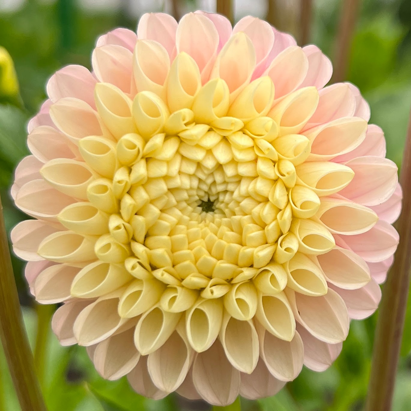 Hollyhill Pollyanna dahlia tuber, Hollyhill Pollyanna dahlia bulb, Hollyhill Pollyanna dahlia flower