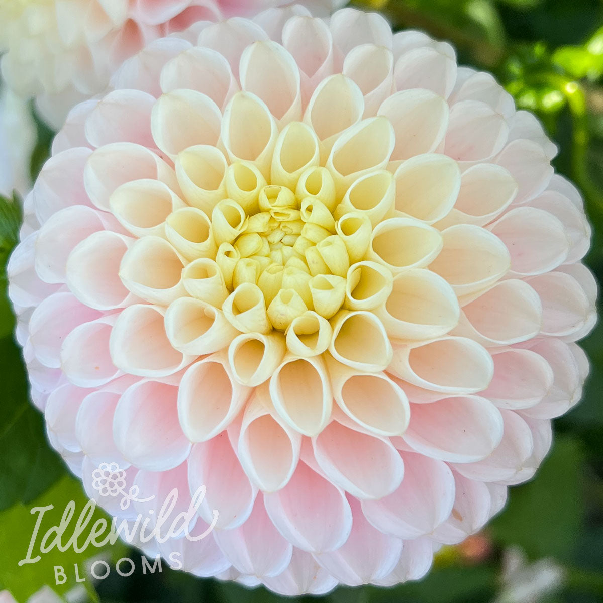 Hollyhill Pollyanna dahlia tuber, Hollyhill Pollyanna dahlia bulb, Hollyhill Pollyanna dahlia flower