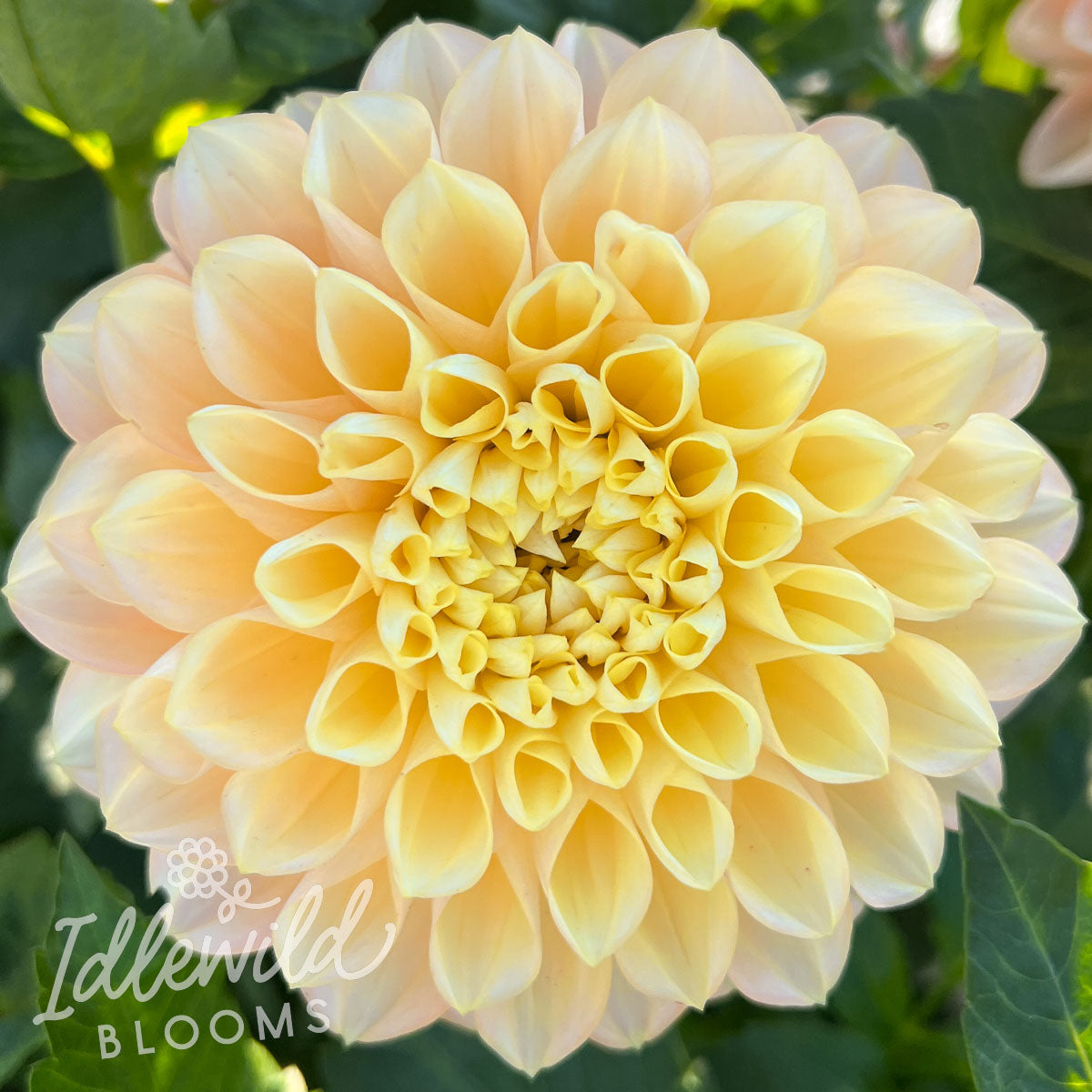 Honey Dew dahlia tuber, Honey Dew dahlia bulb, Honey Dew dahlia flower