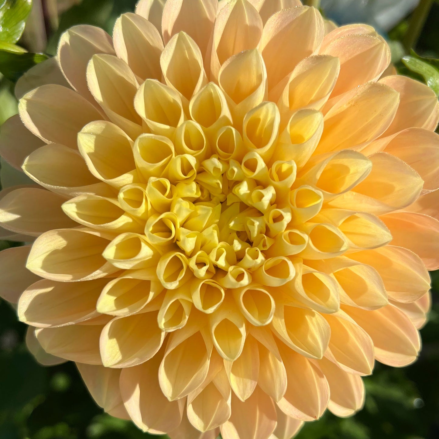 honey dew dahlia tuber bulb flower