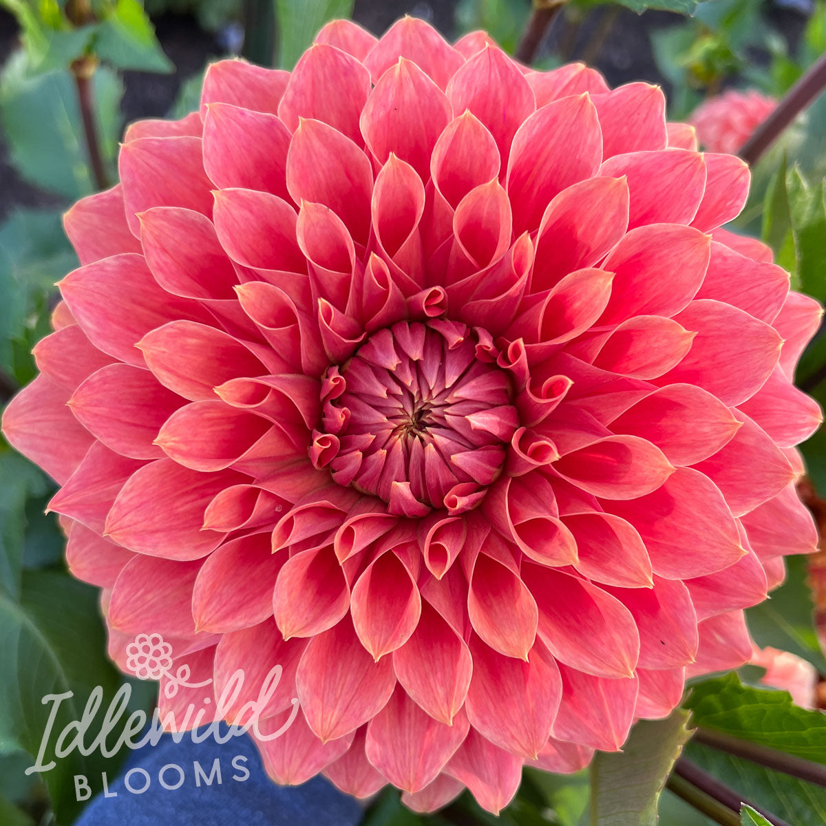 Hy Patti dahlia tuber, Hy Patti dahlia bulb, Hy Patti dahlia flower