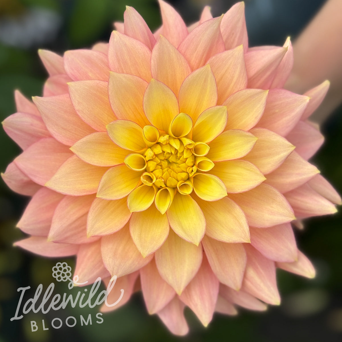Idlewild Daybreak dahlia tuber, Idlewild Daybreak dahlia bulb, Idlewild Daybreak dahlia flower