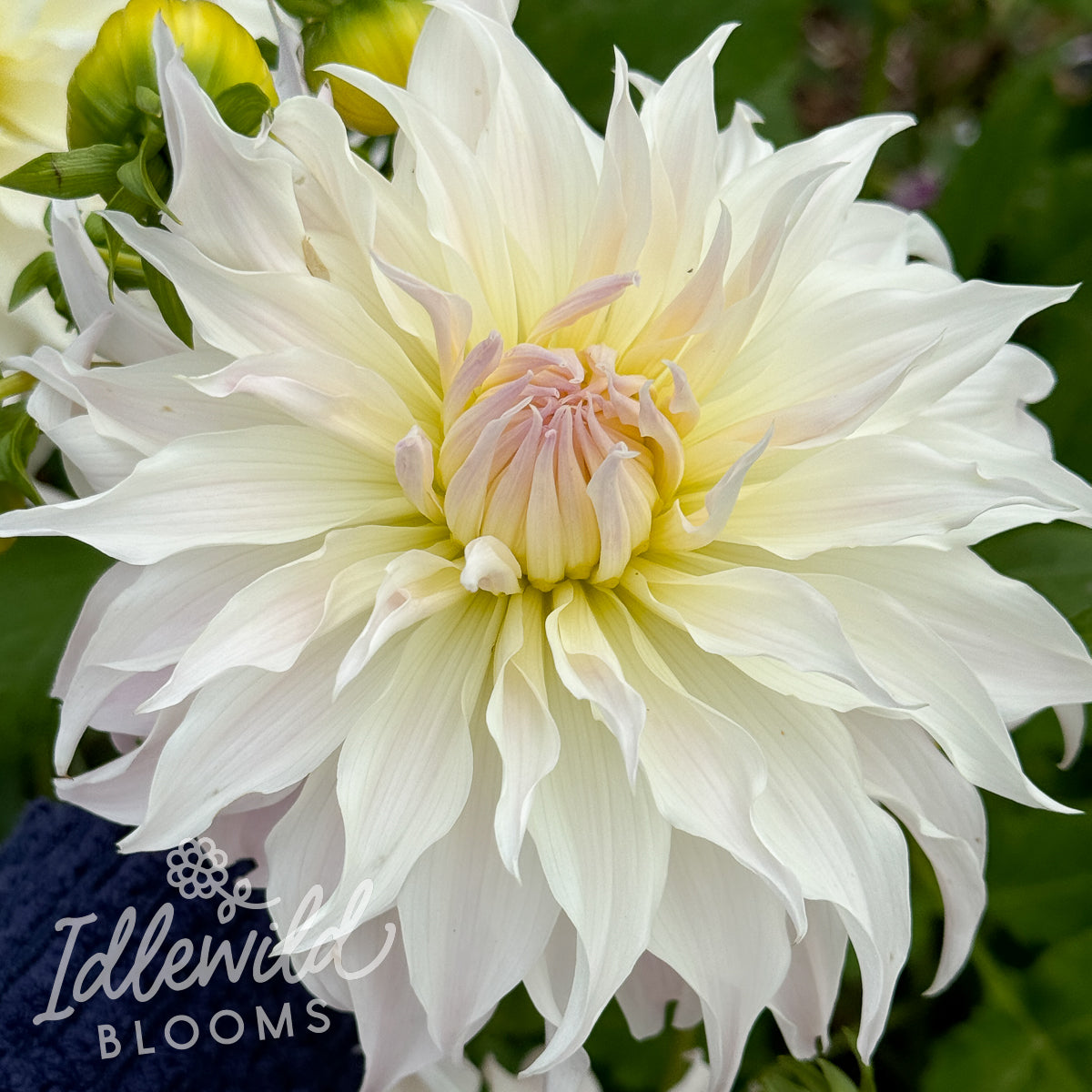 Idlewild Puffed Sleeves