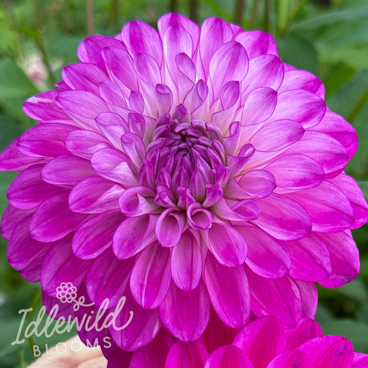 Idlewild Violetta dahlia tuber, Idlewild Violetta dahlia bulb, Idlewild Violetta dahlia flower