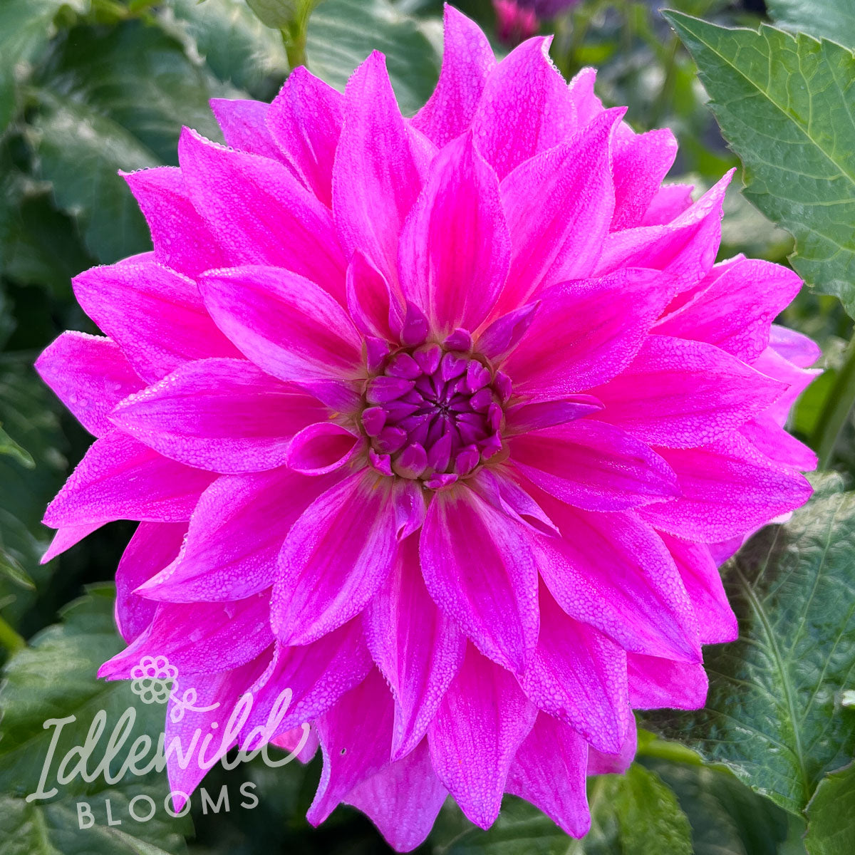 I'm a Hottie dahlia tuber, I'm a Hottie dahlia bulb, I'm a Hottie dahlia flower
