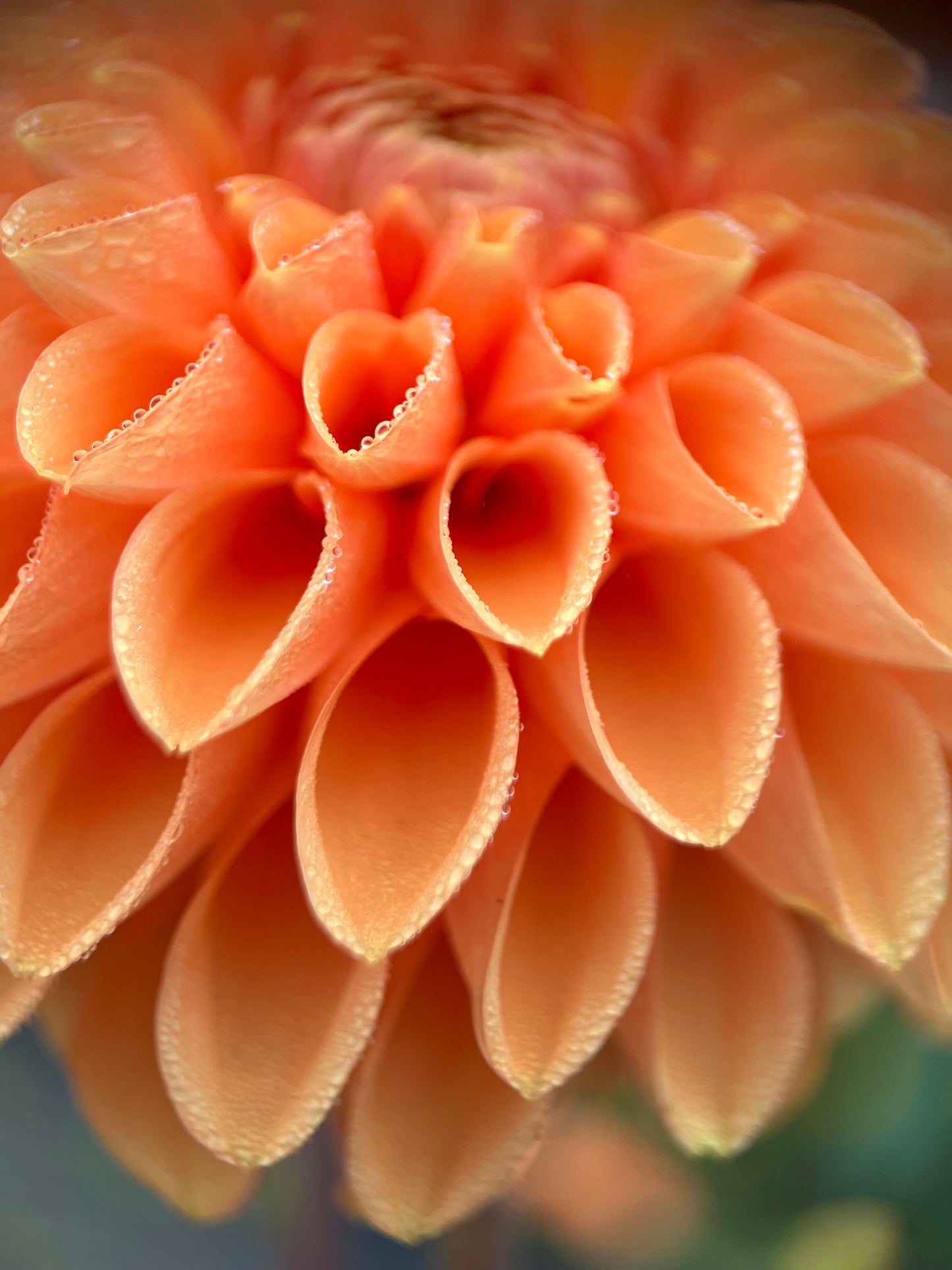 sylvia dahlia tuber bulb flower