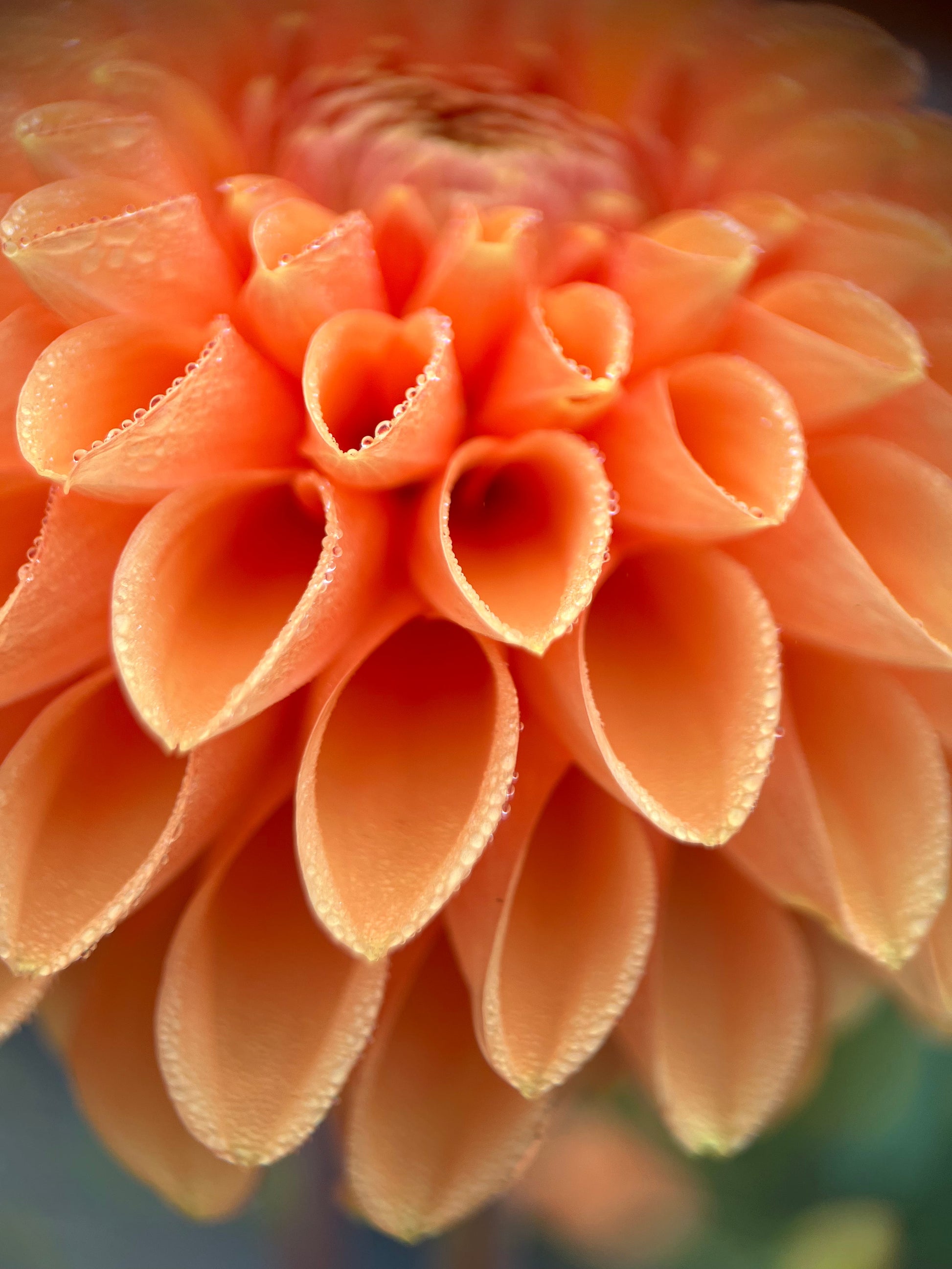 sylvia dahlia tuber bulb flower